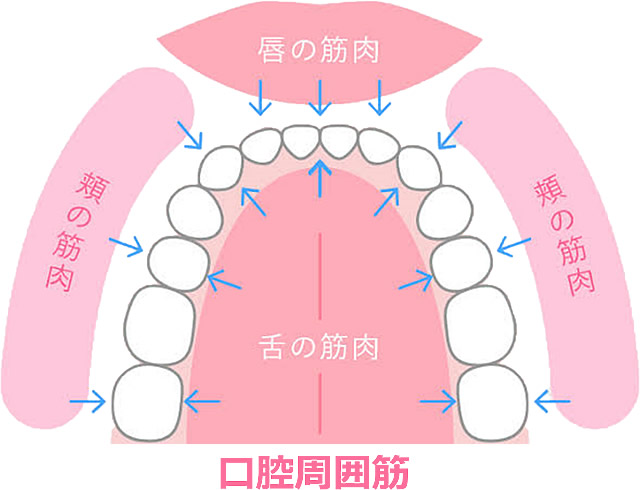 口腔周囲筋